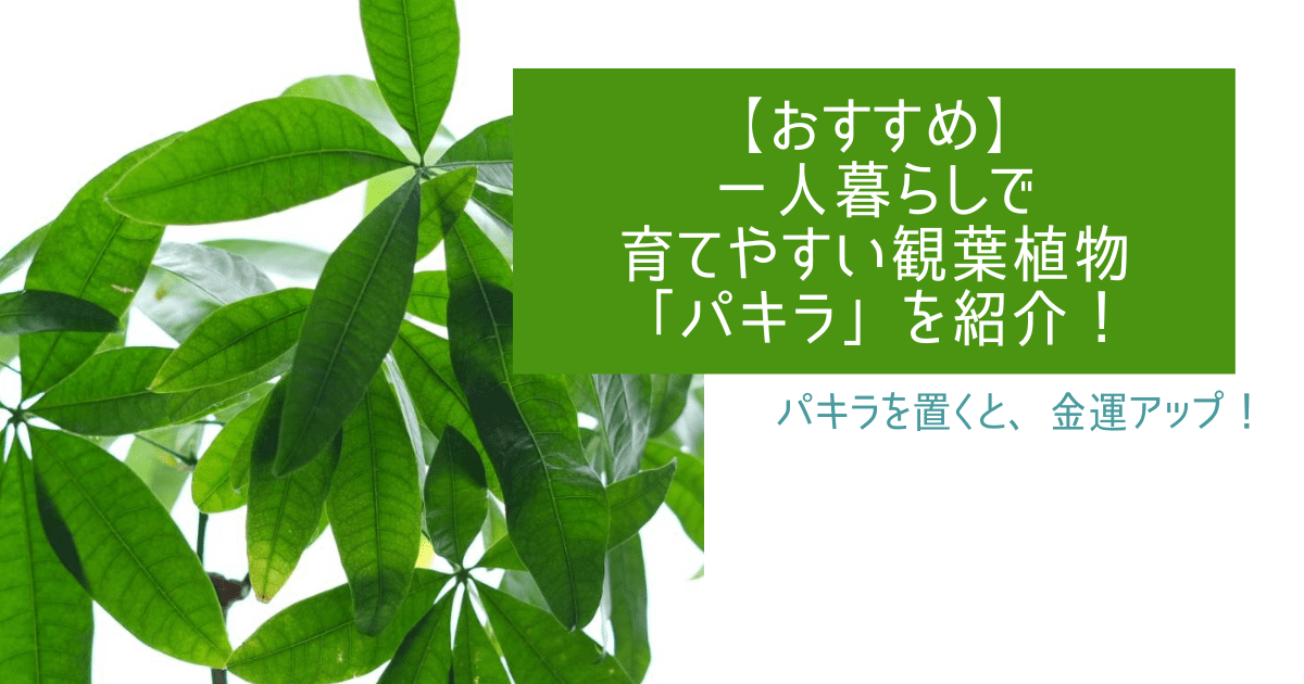 おすすめ 一人暮らしで育てやすい観葉植物 パキラ を紹介